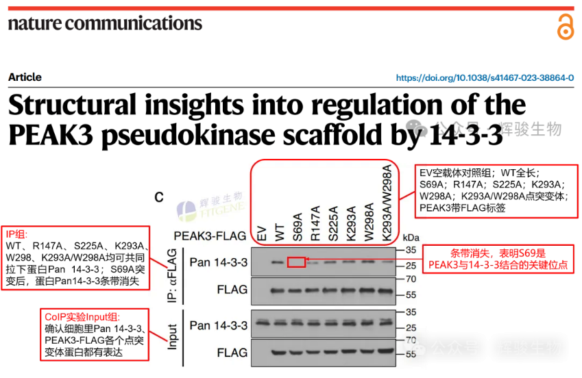 点突变Co-IP检测PEAK3-FLAG与Pan 14-3-3互作-辉骏生物文献案例解析.png