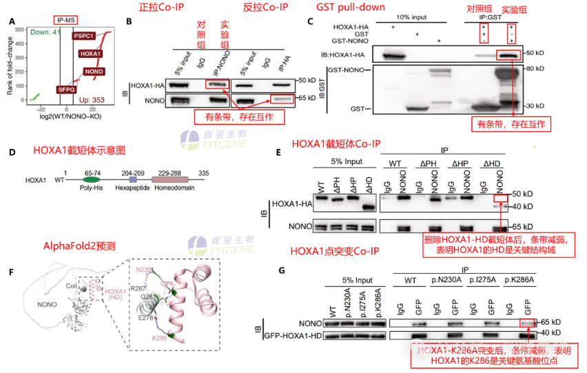 截短体、点突变Co-IP验证HOXA1与NONO互作-辉骏生物客户文献案例.png