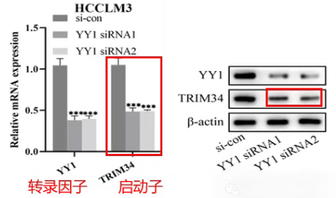 qPCR和WB检测敲低转录因子YY1后TRIM34的表达-辉骏生物.png