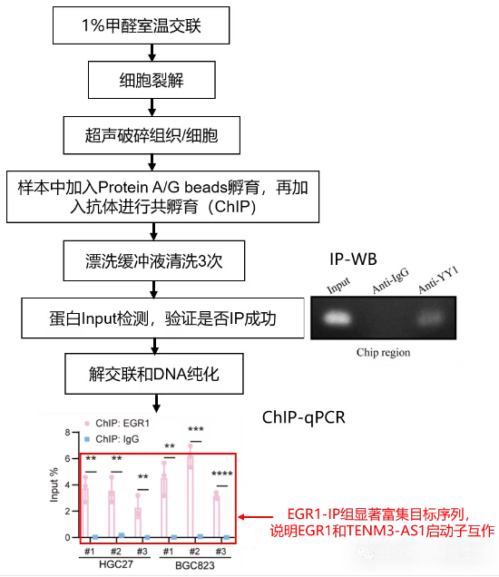ChIP-qPCR技术路线图-辉骏生物.png