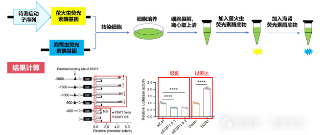 双荧光素酶报告基因技术路线图-辉骏生物.png