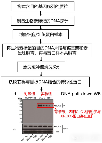 DNA pull-down WB技术路线图-辉骏生物.png