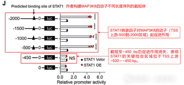 启动子截短双荧光素酶实验-辉骏生物.png