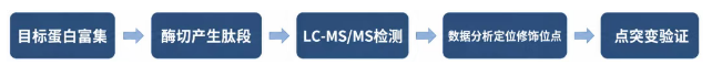 LC-MS/MS位点鉴定流程-辉骏生物.png