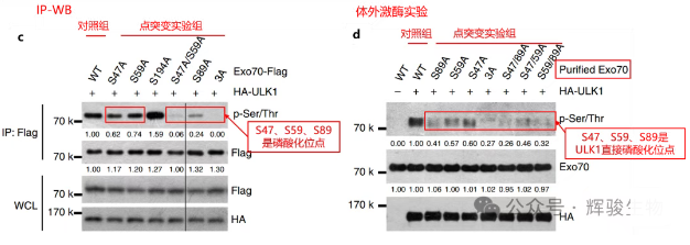 LC-MS/MS鉴定磷酸化位点-辉骏生物高分文献.png