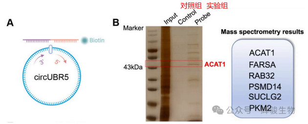 RNA pull-down MS筛选circUBR5的潜在结合蛋白.png