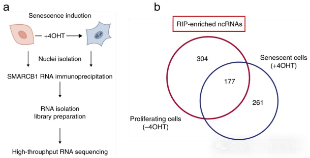 RIP-seq筛选SMARCB1的潜在互作RNA.png