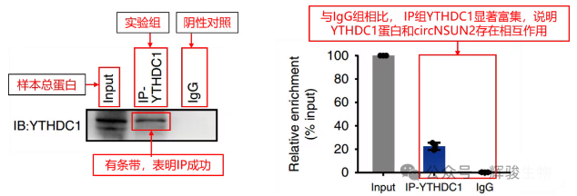 RIP-qPCR验证circNSUN2与YTHDC1蛋白互作.png
