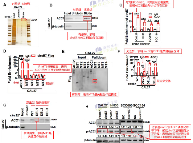 circE7与ACC1蛋白互作验证-辉骏生物高分文献.png