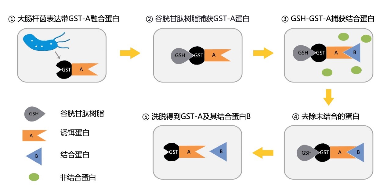 GST pull down技术原理-辉骏生物.jpg GST pull down技术原理-辉骏生物.jpg