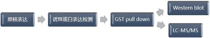 GST Pull-down技术流程-辉骏生物.png GST Pull-down技术流程-辉骏生物.png