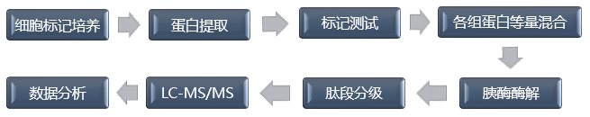 SILAC-IP技术流程-辉骏生物.png SILAC-IP技术流程-辉骏生物.png