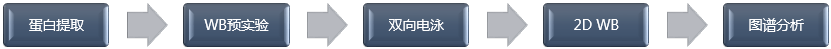 2D WB技术流程-辉骏生物.png 2D WB技术流程-辉骏生物.png