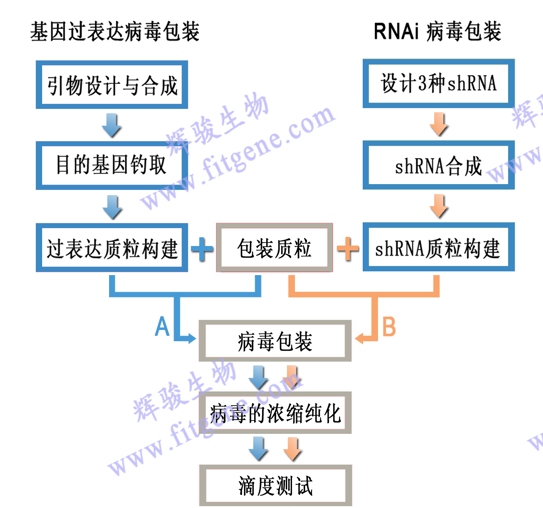 慢病毒包装技术流程-辉骏生物.png 慢病毒包装技术流程-辉骏生物.png
