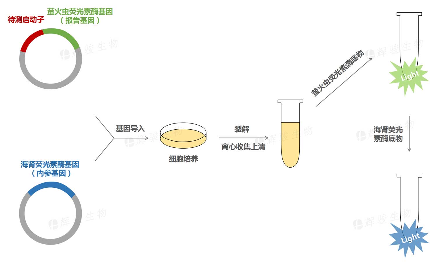 双荧光素酶报告基因实验技术服务_启动子活性检测实验.jpg 双荧光素酶报告基因实验技术服务_启动子活性检测实验.jpg