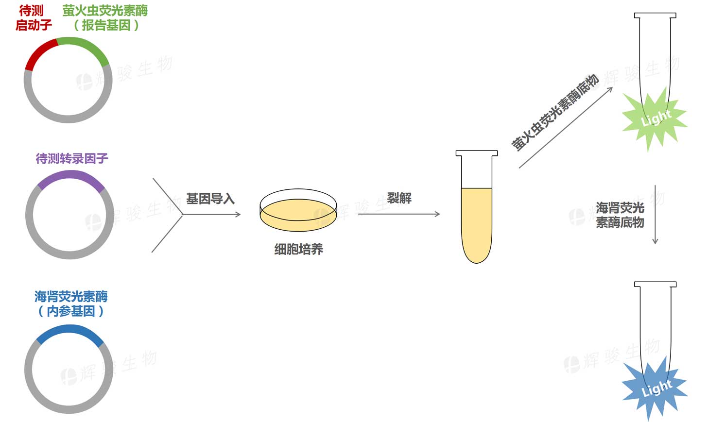 启动子与转录因子结合验证外包服务_转录因子验证_双荧光素酶检测.jpg 启动子与转录因子结合验证外包服务_转录因子验证_双荧光素酶检测.jpg